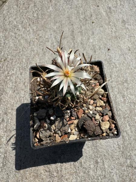 Turbinicarpus flaviflorus